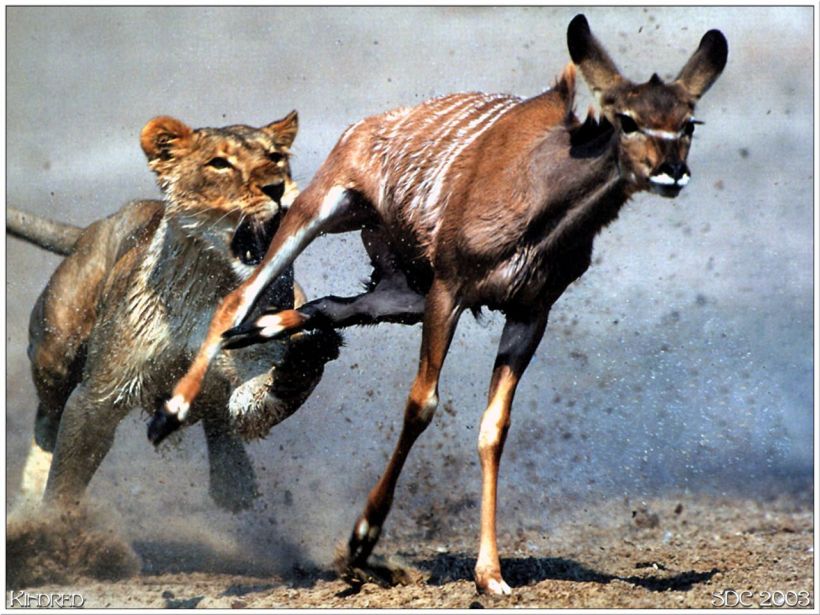 Lion and Deer - Preadator and Prey