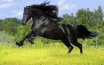Wild Horse Stallion