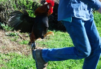 Rooster attacks a little kid