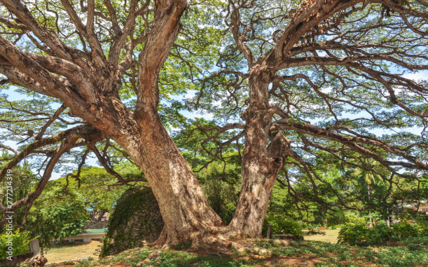 Philippine Acacia Tree a Nitrogen Fixing Tree