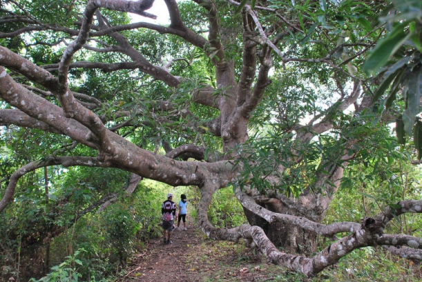 Tindalo Tree a Nitrogen Fixing Trees in the Philippines